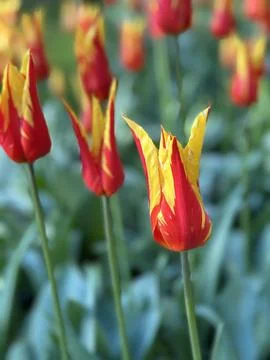 Tulip Red/Yellow Foto stock