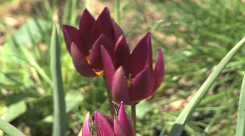 Tulip relative 1 Vídeo Stock 986826