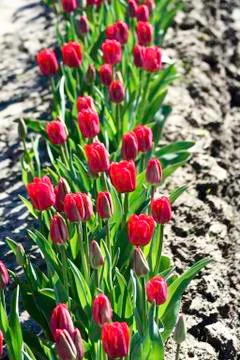 Tulip row Stock Photos