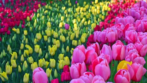 Tulip rows blooming across colorful spring flower field garden Stock Footage 333591103