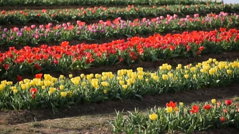 Tulip Rows Video stock 179571895
