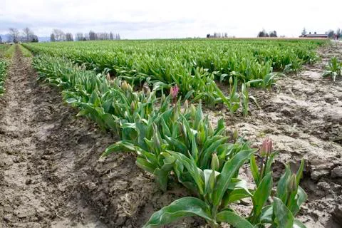 Tulip rows Stock Photos
