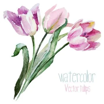 Tulip set Stock Illustration
