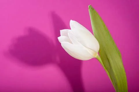 Tulip with shadow Stock Photos