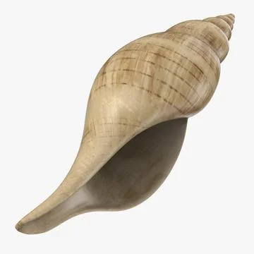 3D Model: Tulip Shell ~ Buy Now #90887999 | Pond5