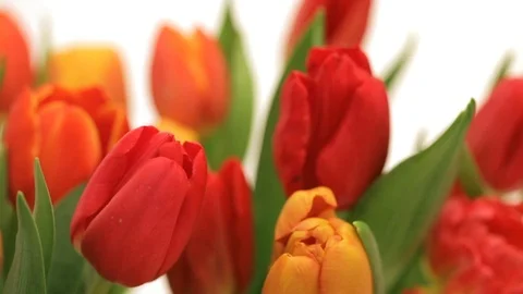 Tulip Slider Video stock 111419087