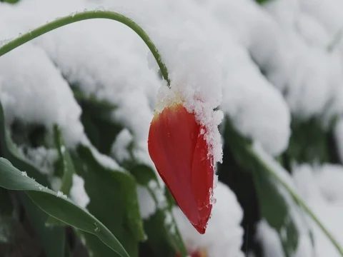 Tulip in the snow. Close up. Stock Footage 74692999