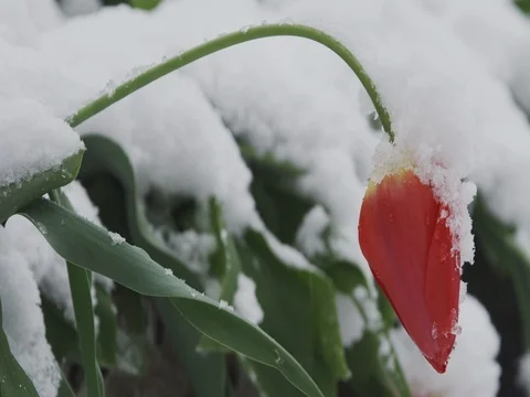 Tulip in the snow. Close up. Stock Footage 74693175