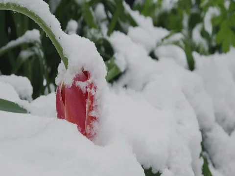 Tulip in the snow. Close up. Stock Footage 74693380