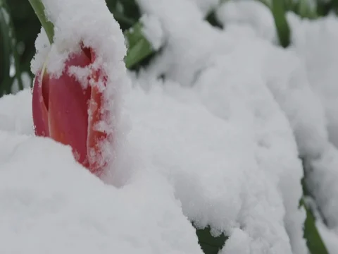 Tulip in the snow. Close up. Stock Footage 74693834