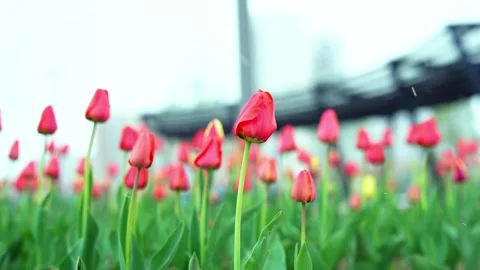 Tulip snow Stock Footage 307773970