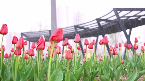 Tulip snow4k00052908 Stock Footage 308779050