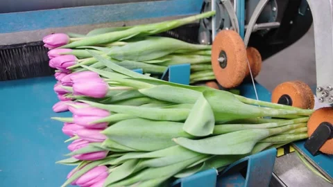 Tulip sorting process in a flower distribution facility showcasing efficiency Stock Footage 312075415