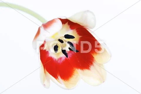 Tulip spirit Stock Photos