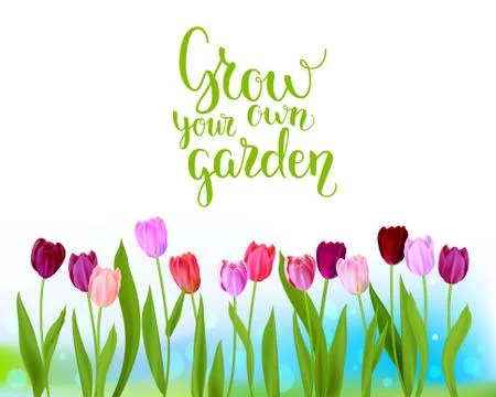 Tulip spring banner Stock Illustration