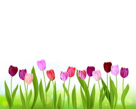 Tulip spring banner isolated Stock Illustration