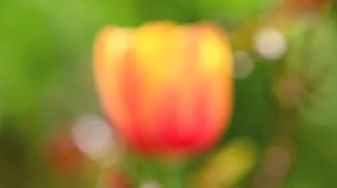 Tulip in spring Stock Footage 3052660