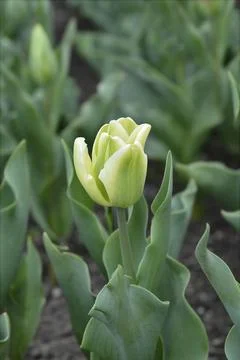 Tulip Spring Green Stock Photos