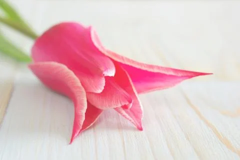 Tulip spring greeting background Stock Photos