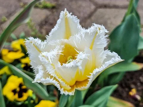 Tulip in the spring in Romania 库存照片