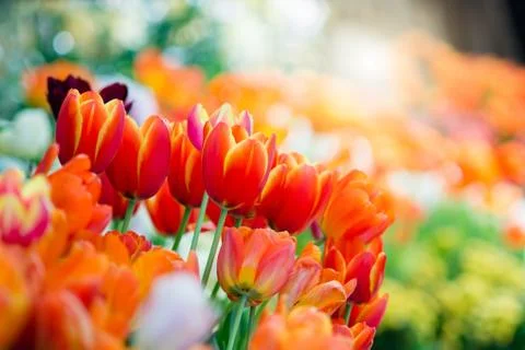 Tulip in spring with soft focus Stock Photos
