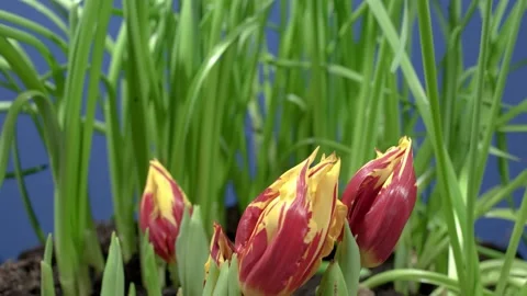 Tulip in spring (time lapse) Stock Footage 257879190