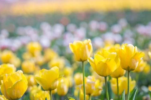 Tulip in Spring under sun ray, Beautiful and colourful tulip on sun light. Stock Photos