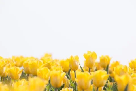 Tulip in Spring under sun ray on White background, Beautiful and colourful Stock Photos