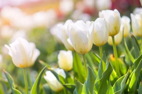 Tulip in Spring under sun ray, Beautiful and colourful tulip on sun light. Stock Photos