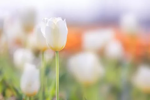 Tulip in Spring under sun ray, Beautiful and colourful tulip on sun light. Foto stock