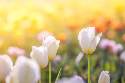 Tulip in Spring under sun ray, Beautiful and colourful tulip on sun light. Stock-Fotos