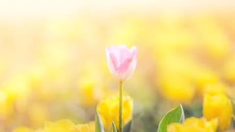 Tulip in Spring under sun ray, Beautiful and colourful tulip on sun light. Stock Photos