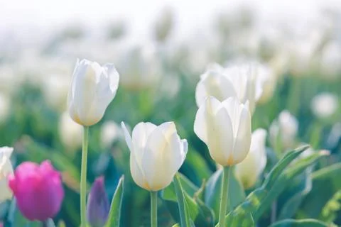Tulip in Spring under sun ray, Beautiful and colourful tulip on sun light. Stock Photos