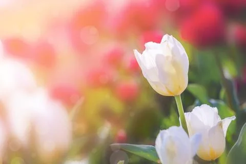Tulip in Spring under sun ray, Beautiful and colourful tulip on sun light. Stock Photos