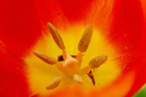 A tulip in at springtime in macro Stock Photos