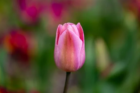 A Tulip in Springtime Stock Photos