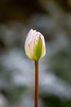A Tulip in Springtime Stock Photos