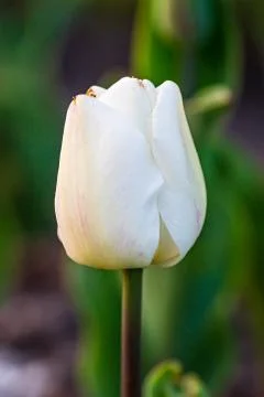 A Tulip in Springtime Stock Photos
