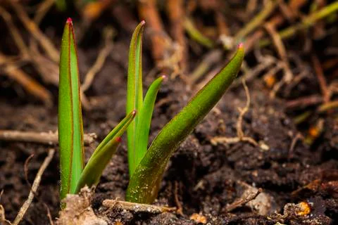 Tulip sprout Foto stock