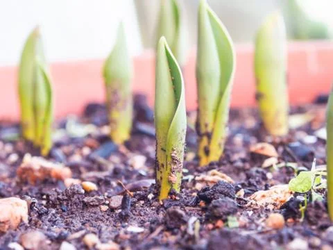 Tulip sprouts Stock Photos
