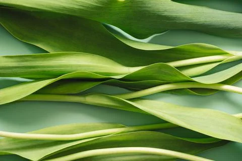 Tulip stems background Stock Photos