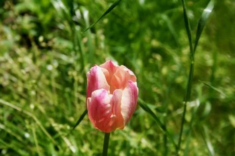 Tulip on Summer Stock Photos