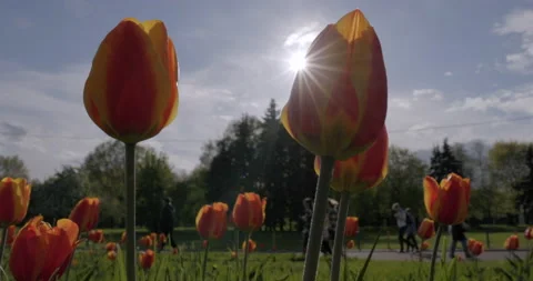 Tulip sun rays 库存影片 194389207