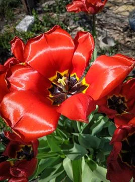 Tulip in the sunlight Foto stock