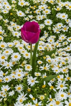 Tulip surrounded by daisies in spring explosion 写真素材