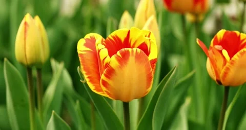 Tulip sway in the wind. spring flowers Slow motion Stock Footage 153408371