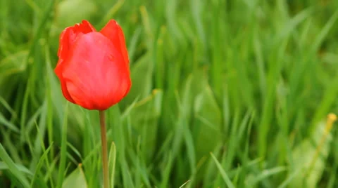 Tulip swaying in the wind Stock Footage 50129375