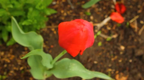 Tulip swaying in the wind Stock Footage 50129384