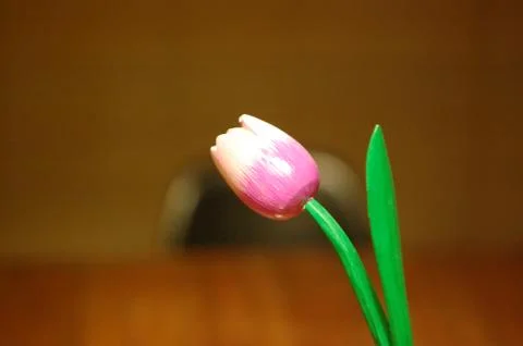 Tulip on table Stock Photos