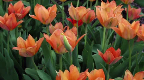 Tulip time Stock Footage 22770289